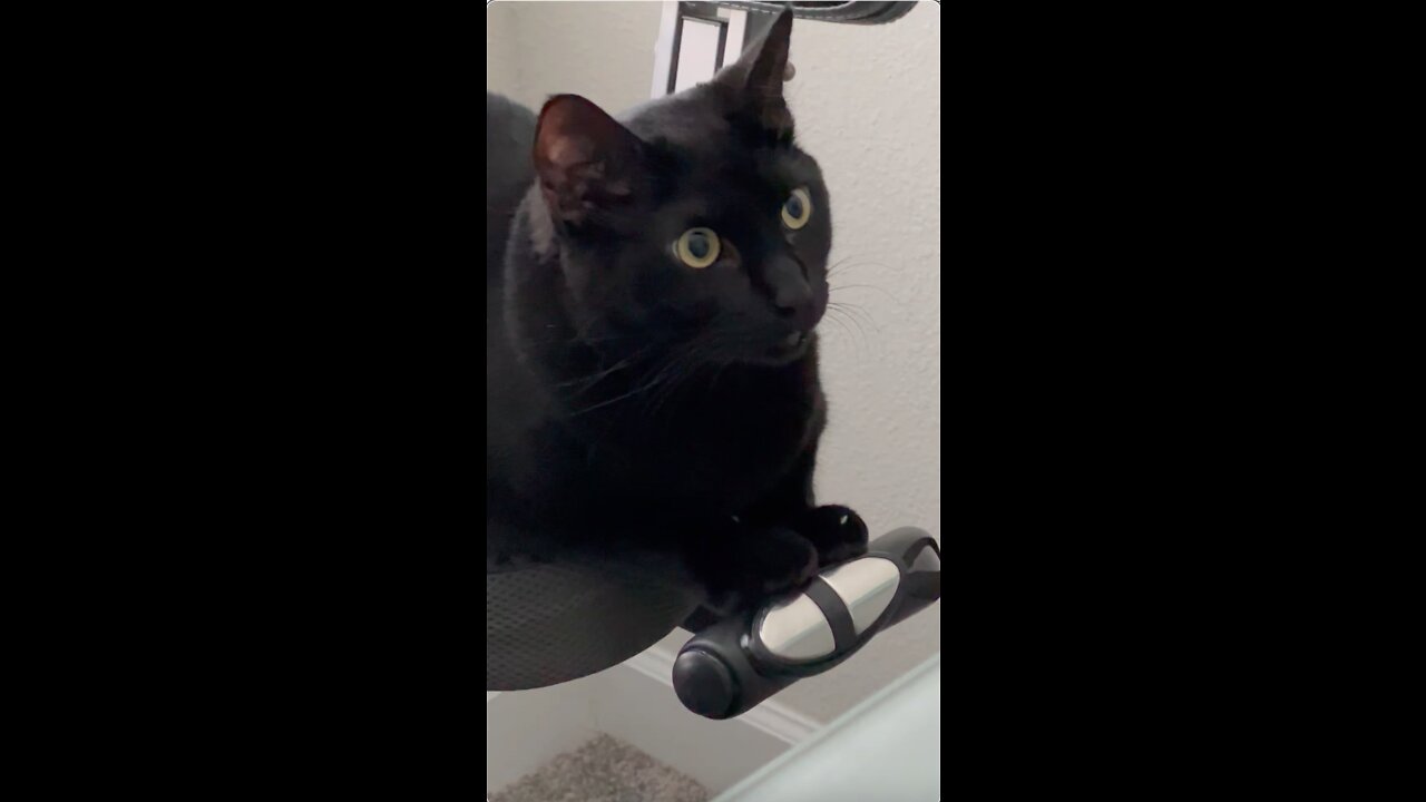 Adopting a Cat from a Shelter Vlog - Piper Seems to Be Thinking About Something #shorts