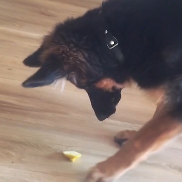 German Shepherd puppy very skeptical of lemon slice