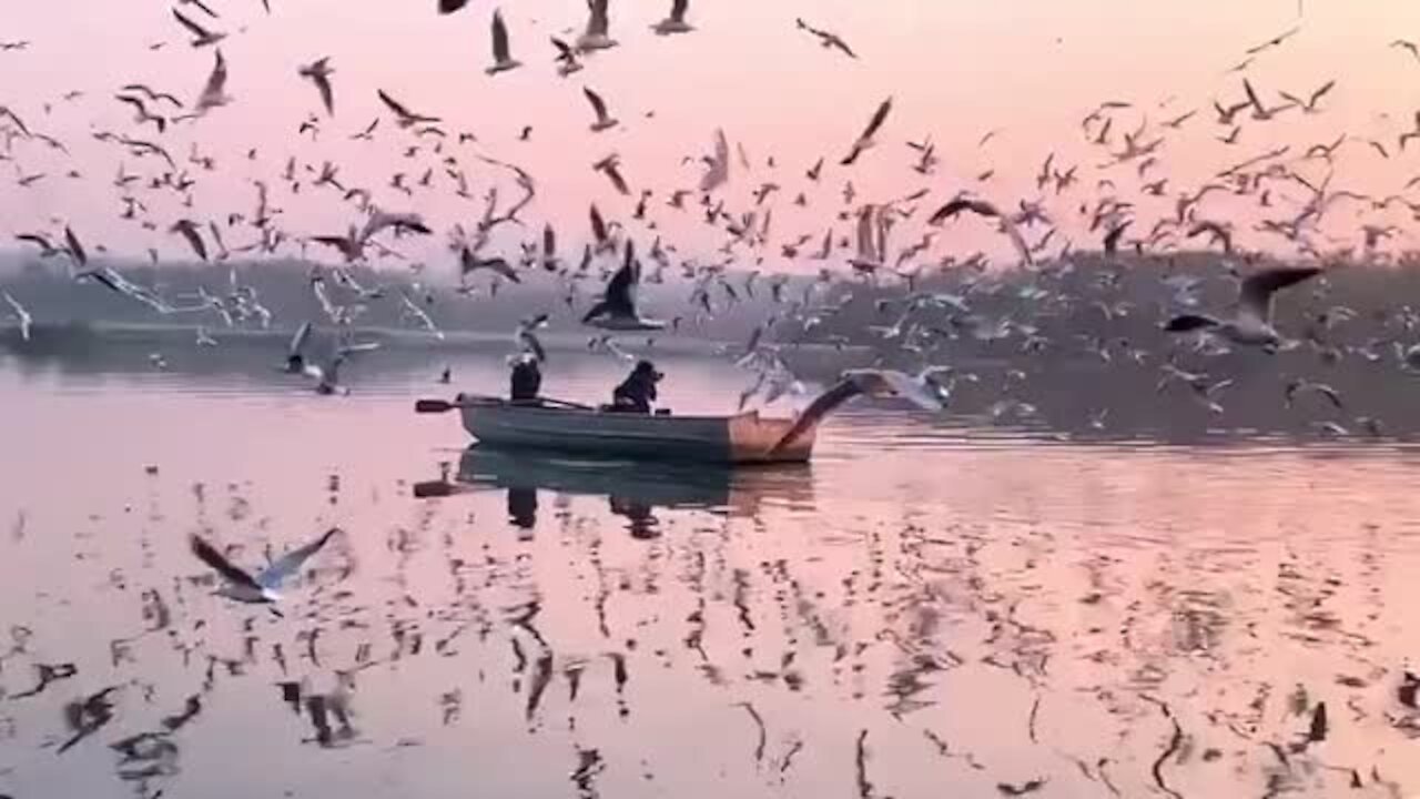 Seagulls majestically flock in the thousands at tourist attraction in Delhi