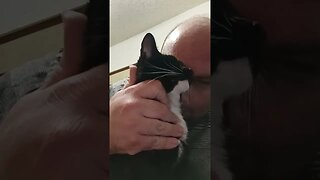 loving on Kitty #shortsfeed #kittycat #shortsvideo #kitty #youtubeshorts #cutekitty #catshorts