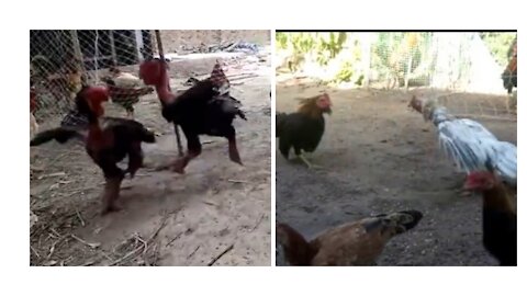 Chickens Get Mad And Boxing Fights Start!!