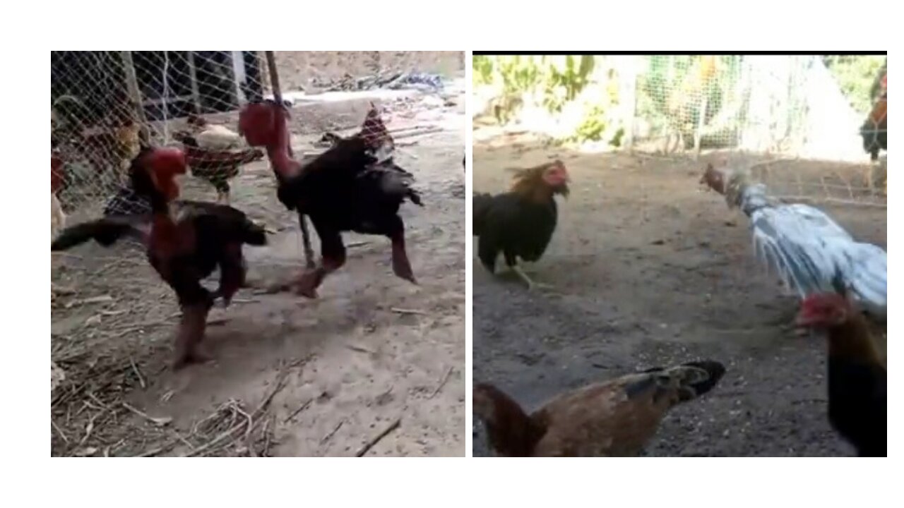 Chickens Get Mad And Boxing Fights Start!!
