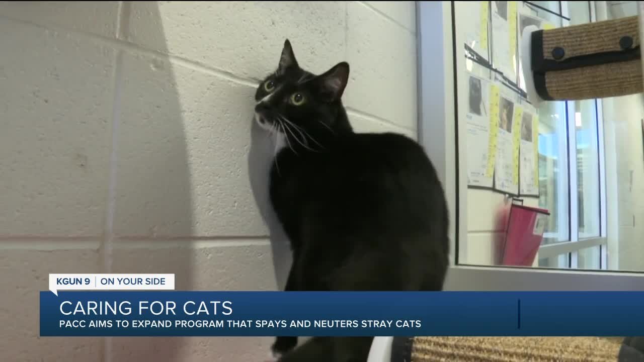 Pima Animal Care Center aims to expand program that spays and neuters stray cats