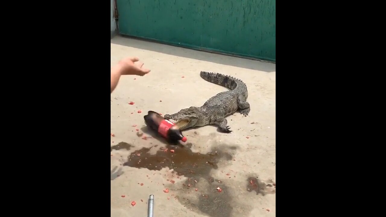 CROCODILE Vs COCA-COLA