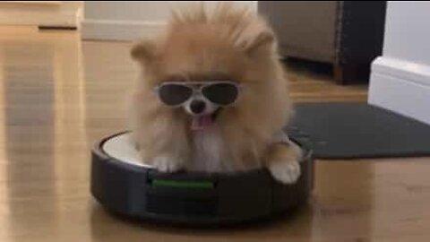 Stylish dog chills on robot vacuum cleaner