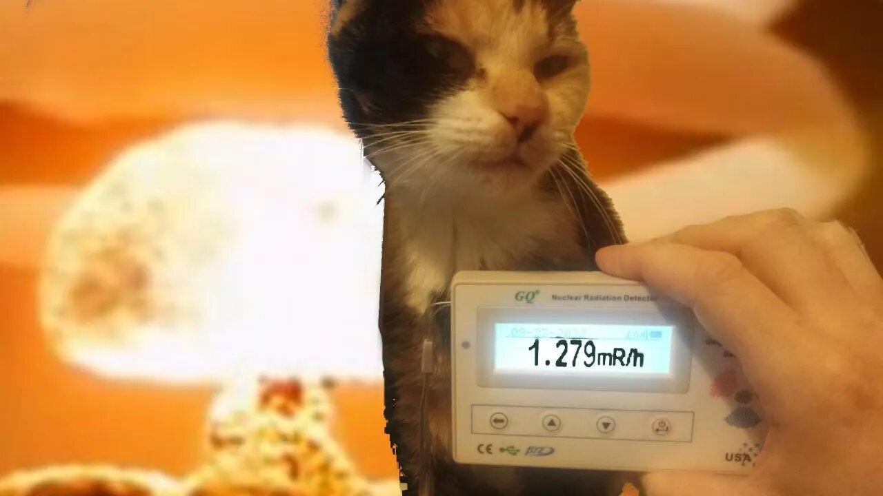 How radioactive is a Calico Crazy Cat after getting the I-131 Radioactive Iodine Treatment