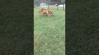 LonelyCreek feeding RAW. Ch Willow n little sister Roxanna