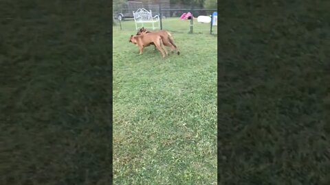 LonelyCreek feeding RAW. Ch Willow n little sister Roxanna