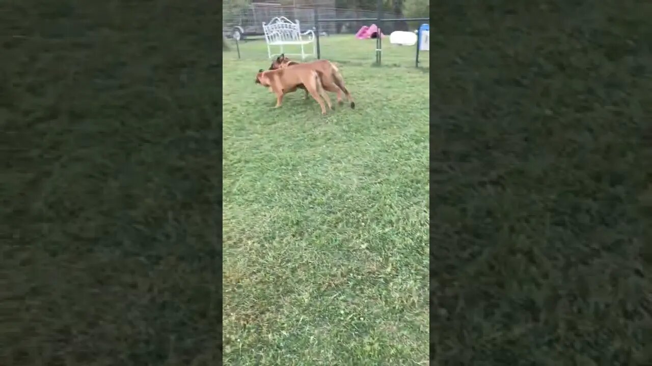 LonelyCreek feeding RAW. Ch Willow n little sister Roxanna
