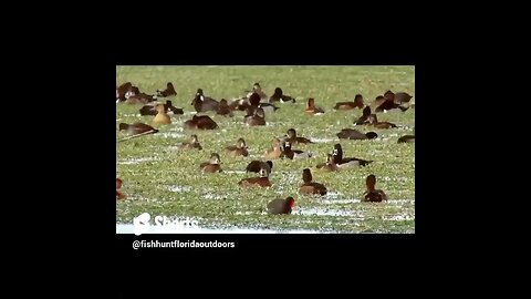 Lake Apopka North Shore Wildlife Drive