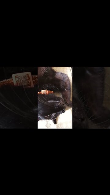 Playtime with black cat kitty. #cats #kitty