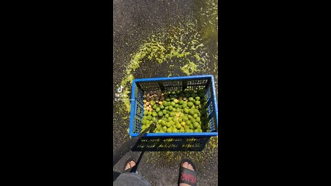 spraying my nuts