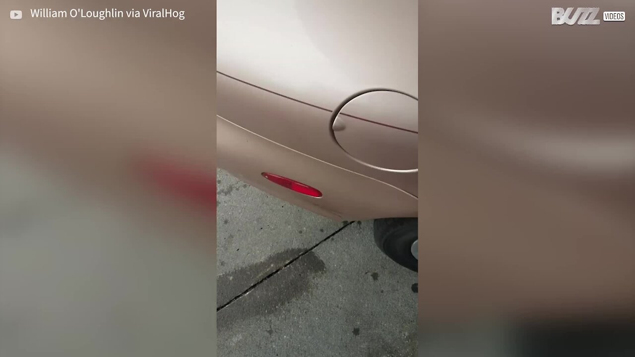 Des guêpes dissuadent un homme de faire le plein de sa voiture