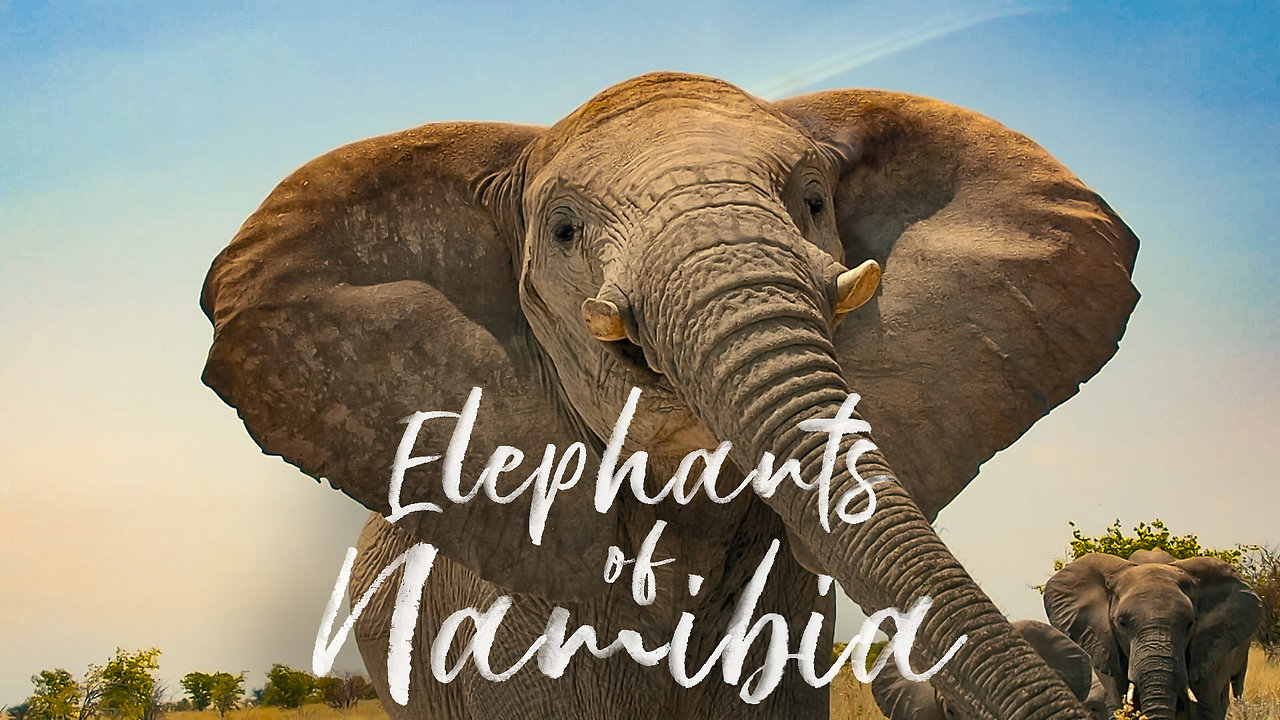 Elephants of Namibia - Dangerously Close Encounter