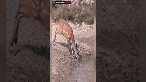 Deer Escaped Death #shorts #wildlife