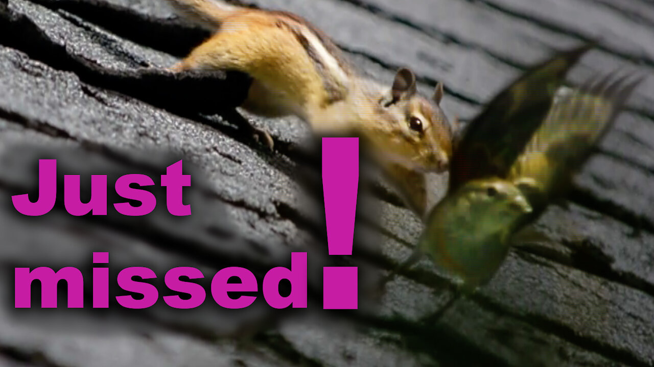 Chipmunk chases bird off “his” roof!