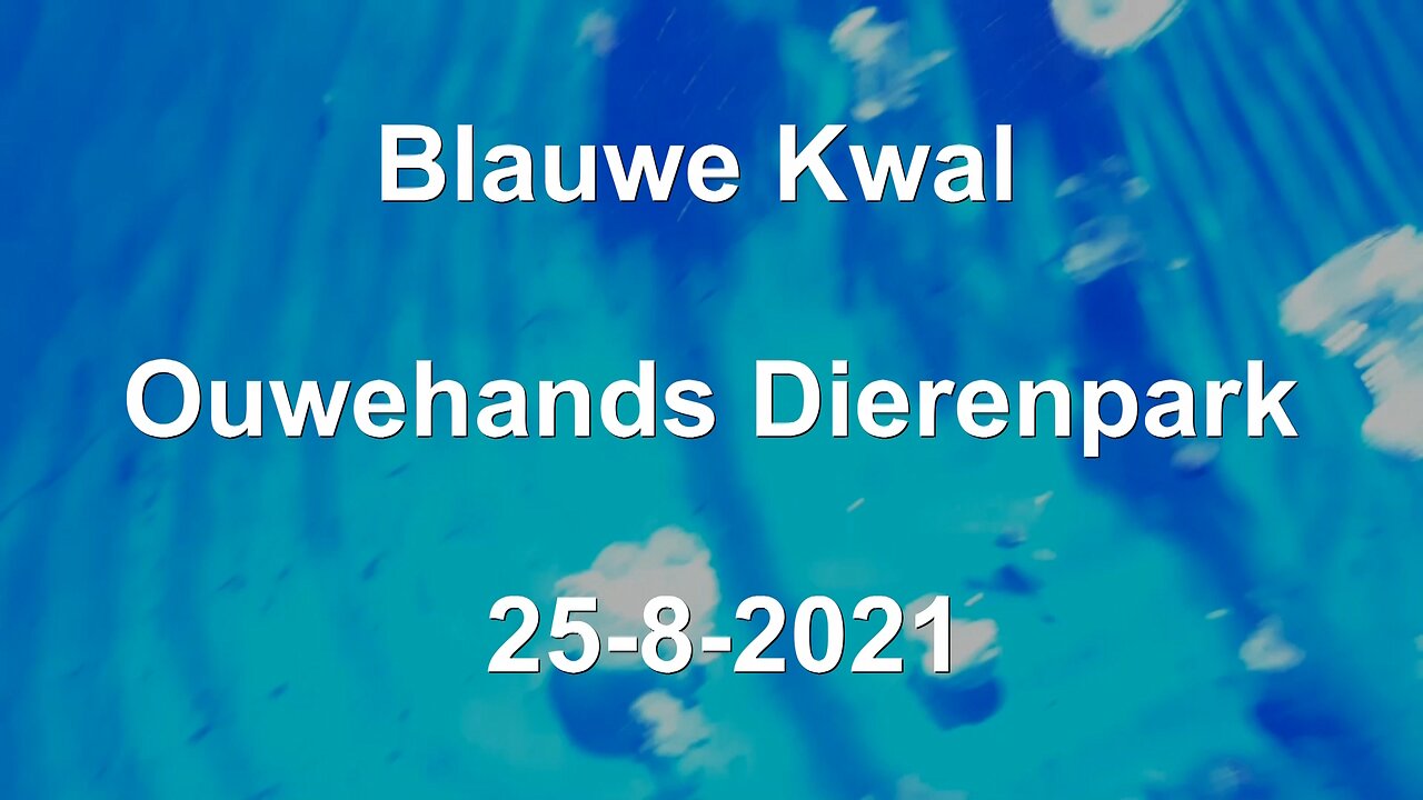 Blauwe Kwal - Ouwehands Dierenpark - woensdag - 25-8-2021 - #Blauwe #kwal #Ouwehandsdierenpark #2021