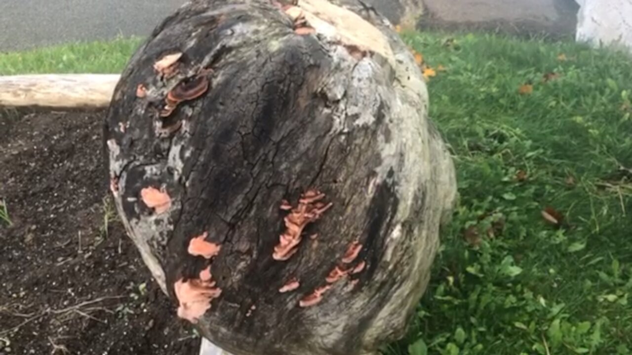 Big mushroom