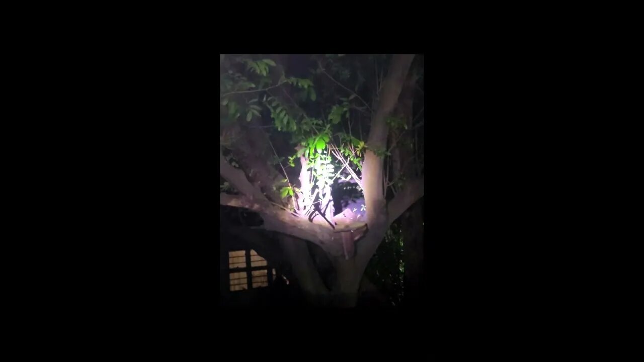 Bushbaby Visits again Made with Clipchamp