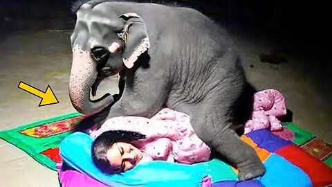 Girl Sleeps With Elephant Every Night Until Vet Notices Why.