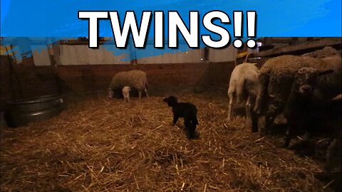 Lambing Season | 2 Set Of Twins In One Day