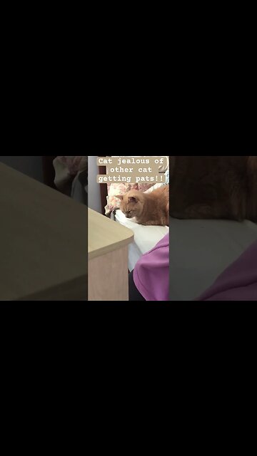 Cat jealous of other cat getting pats