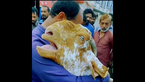 Look How Goat is crying before Eid-Ul-Adha..Bangladesh 😭💔