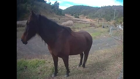 Ruby the sweet Arabian pony