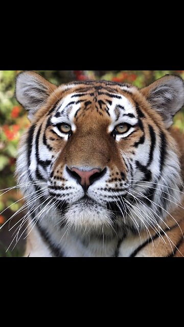 🎉 Happy birthday Luca! 🎉