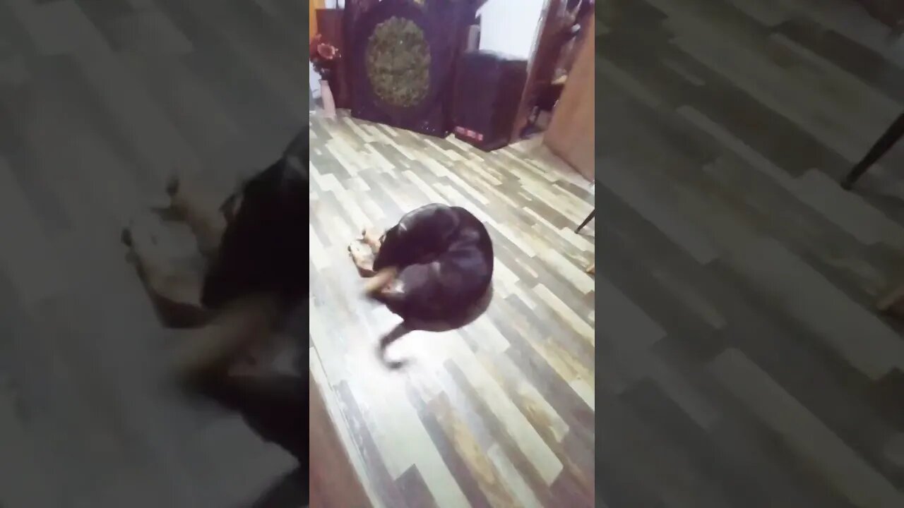 #dog #dogs #dogshorts Zoomies πΆππΎπ₯΄π₯΄