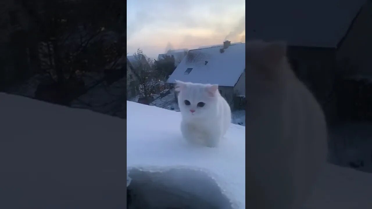 Snow Cat tiktok pamuki2020