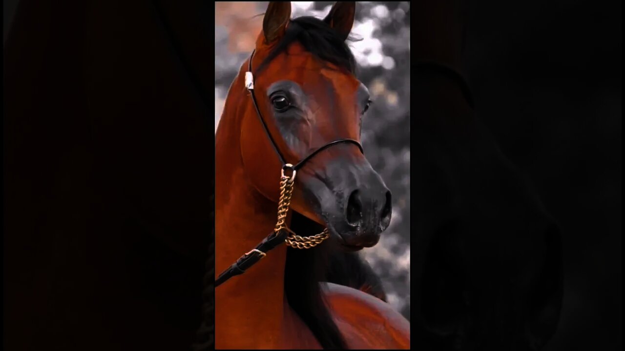 Que cavalo mais Lindo