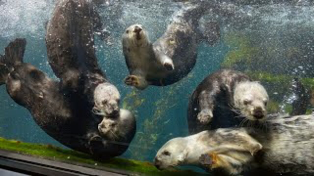 OTTERS GO SWIMMING IN GIANT FRESHWATER LAGOON ! WHAT HAPPENS ?!