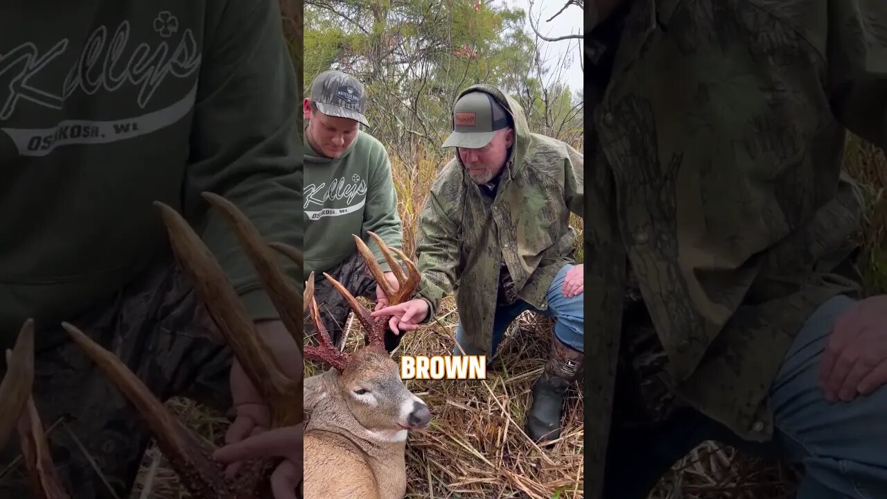 Why do some antlers look like this?🦌 #deer #deerhunting #biology