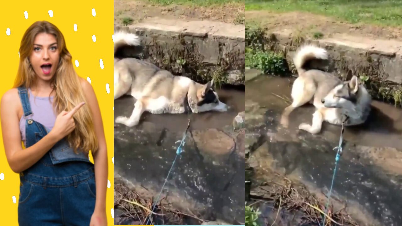 Dog Enjoying its Day Out and Blowing Bubbles on a Water Stream