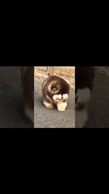 because they are so cute #shorts #shortsfeed #clips #shortvideo