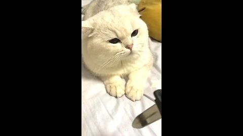 Cat playing with her owner funny Cat, animal, love