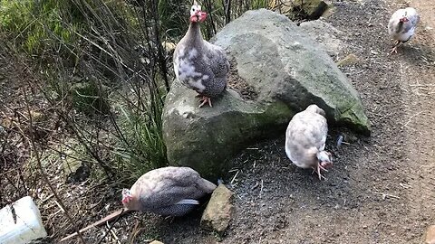 Guinea fowl always greet owner at car 💕