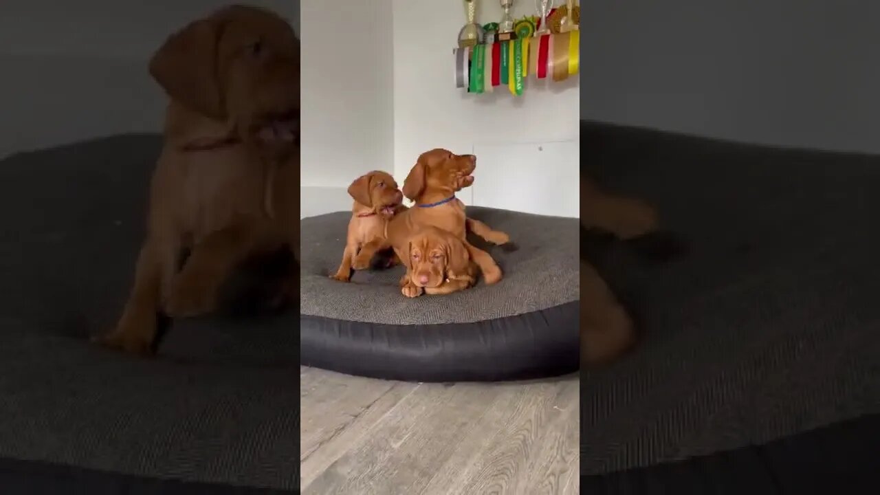 The joys of babysitting