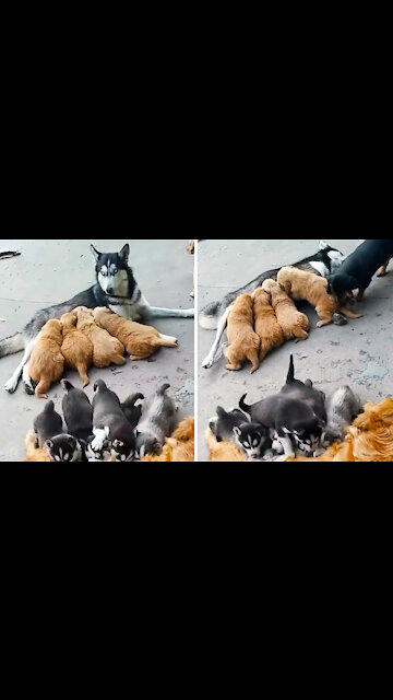 Huskies feed Golden Retriever puppies