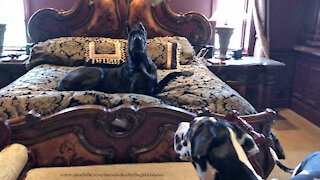 Funny Great Danes Love To Play On The New King Comforter