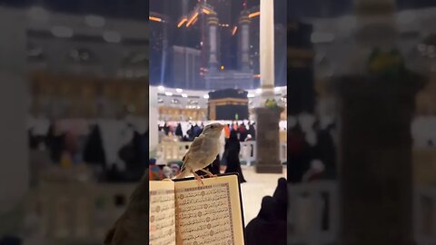 A beautiful view of the bird in Makkah🤍 #youtubeshorts #viral #youtube #status