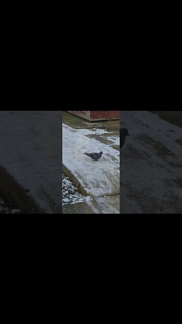 Pigeon #shorts #shorts #bharatsamgi #pigeon