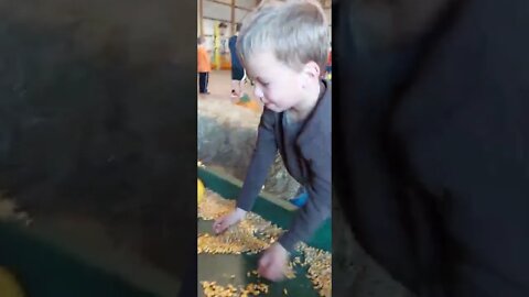 Corn Box Fun