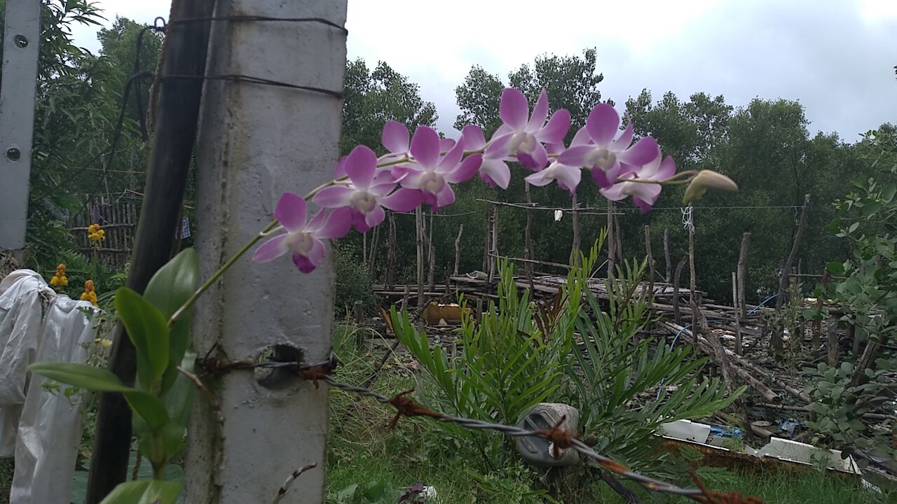 Dancing Orchid