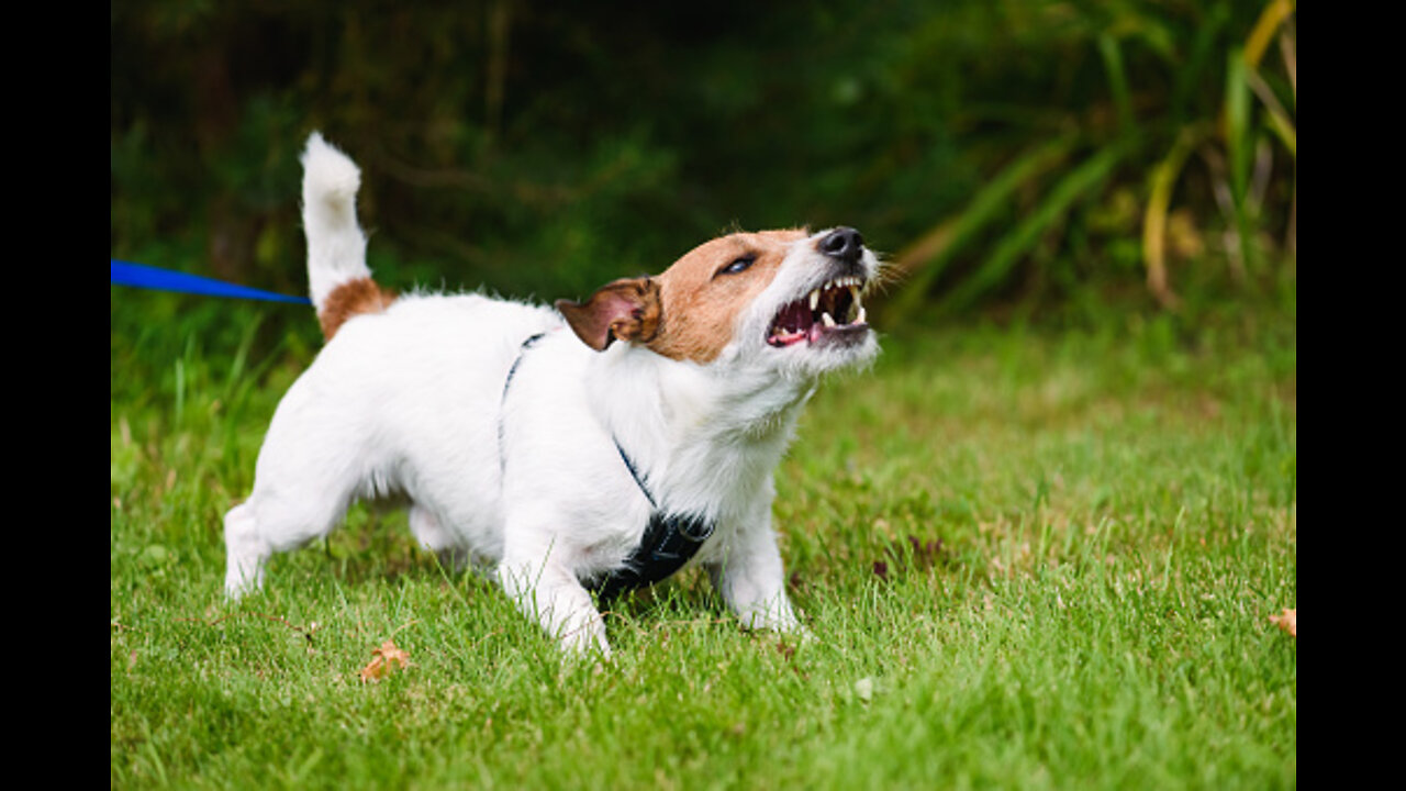 🐕 Bravest Dogs - TOP 10 Bravest Dog Breeds In The World!