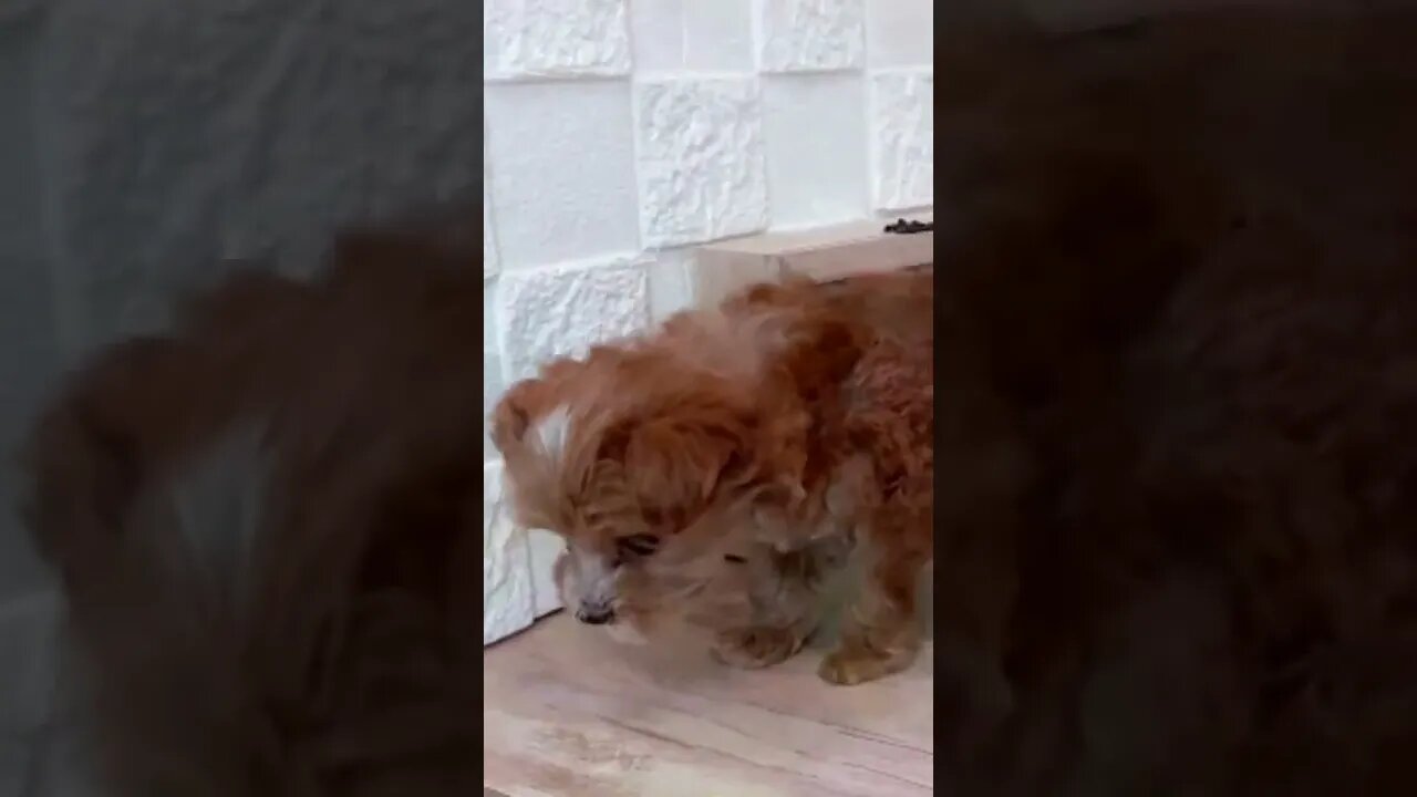 Funniest Cat and Dog Videos Compilation