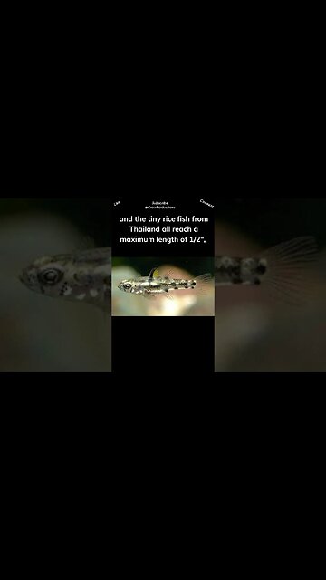 The freshwater Pygmy and Luzon gobies of the Philippines #fish #shorts