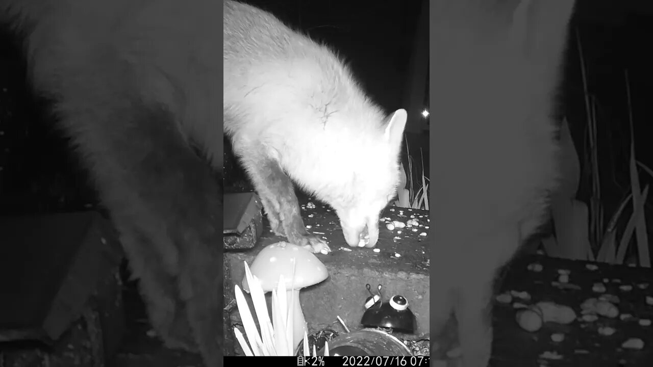 The Fox Eats The Peanut! #Shorts 🌲