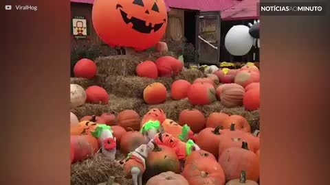 Estes animais já estão prontos para o Halloween